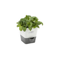 Self Watering Herb Keeper - Single